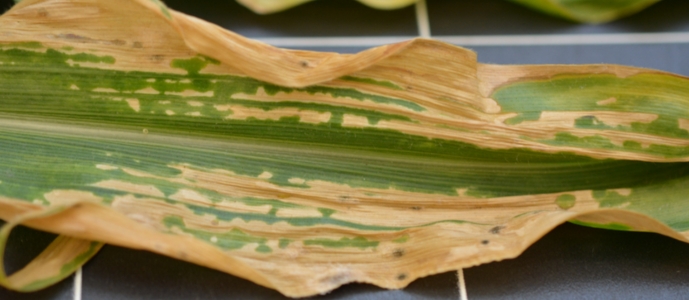 Прояв гельмінтоспоріозів (Helmirithosporium turcicum Pass.) на листі кукурудзи